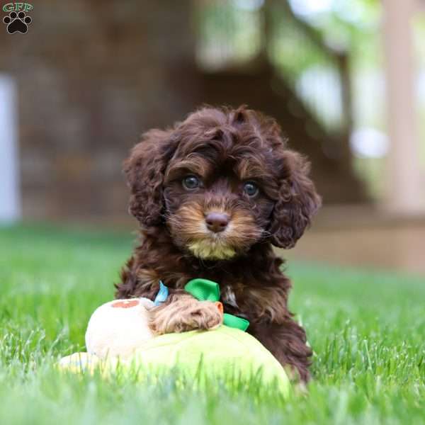 Theodore, Cockapoo Puppy